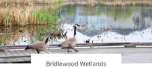 Bridlewood community information