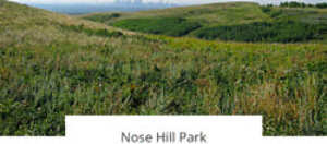 Nose Hill Park community information