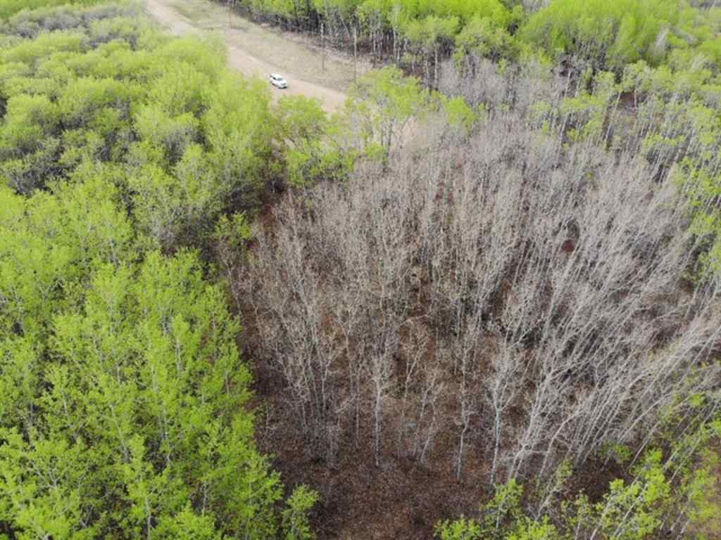 MLS® A1150695 - 29 450031 73 Range  in NONE Rural Wainwright No. 61, M.D. of, Land