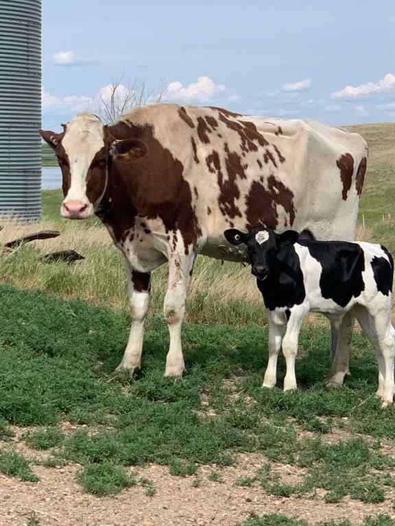 MLS® A2141886 - 253080 A & 253080 B Range Road 182   in NONE Rural Wheatland County, Residential