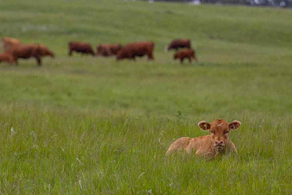 MLS® A2148503 - Scott Lake Ranch   in NONE Rural Rocky View County, Agri-Business