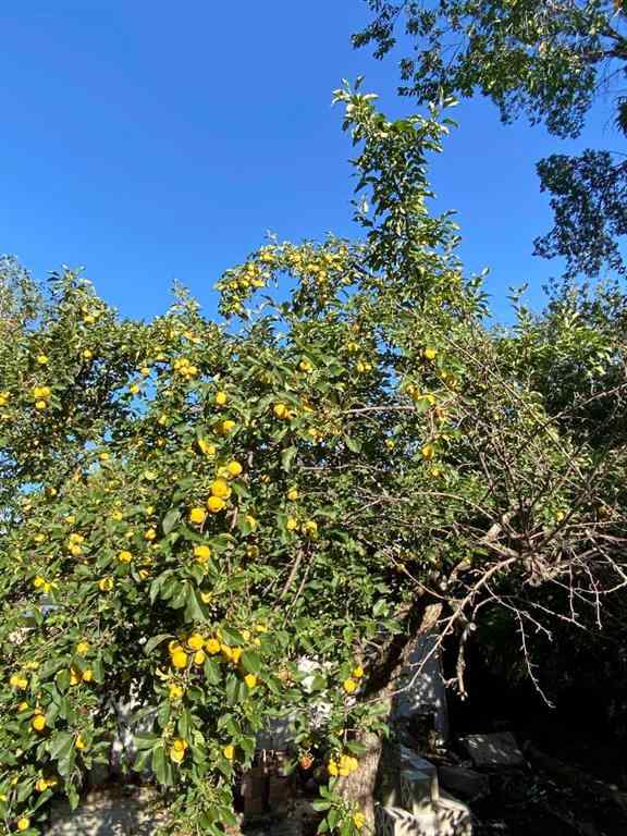 MLS® A2165176 - 564 5 Street W in Central Brooks, Residential