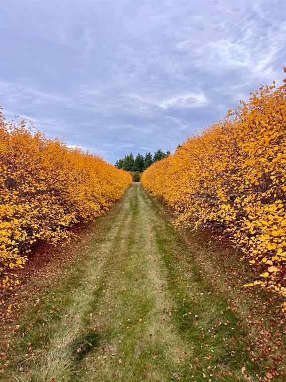 MLS® A2173408 - 29250 RR 34   in NONE Rural Mountain View County, Agri-Business