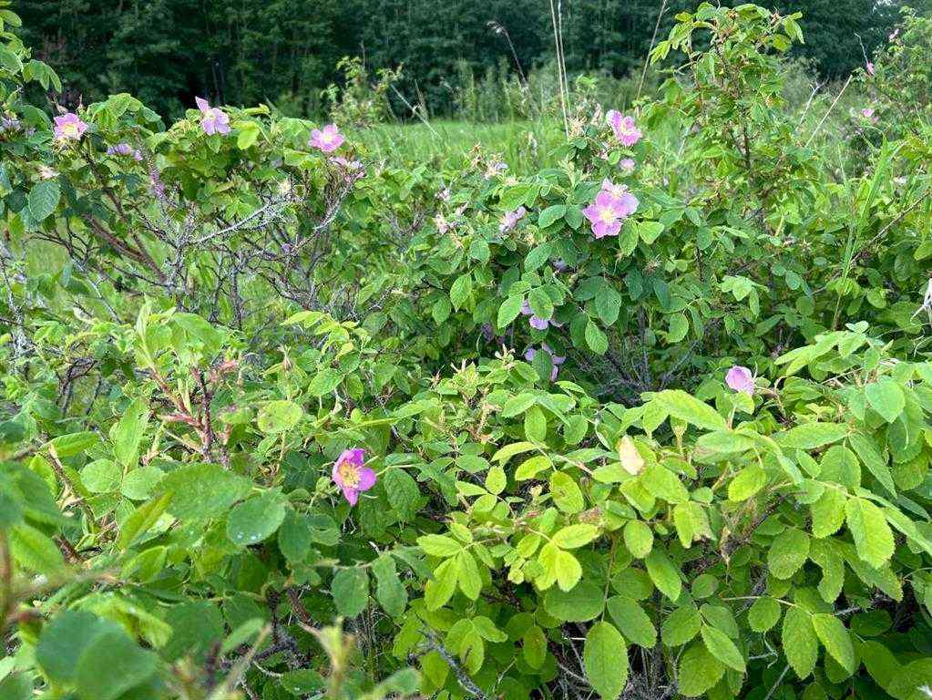 MLS® A2174599 - 113 67062 Mission Road  in Lac La Biche Lac La Biche, Land