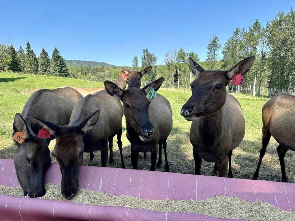 MLS® A2175613 - 583030B Range Road 121   in NONE Rural Woodlands County, Agri-Business