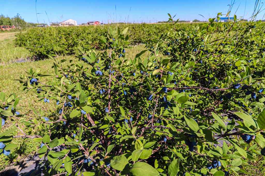 MLS® A2184774 - 705068 82 Range  in NONE Wembley, Agri-Business