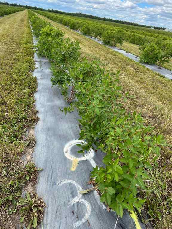 MLS® A2184774 - 705068 82 Range  in NONE Wembley, Agri-Business