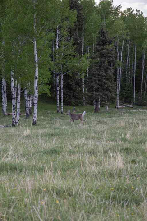 MLS® A2204088 - 231175 Bracken Road  in West Bragg Creek Bragg Creek, Land