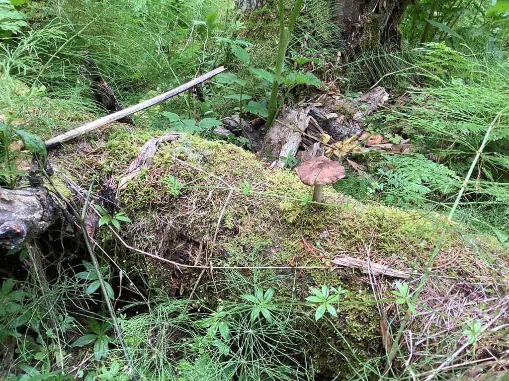 MLS® A2215687 -  Mountain Lion Drive  in NONE Rural Rocky View County, Land