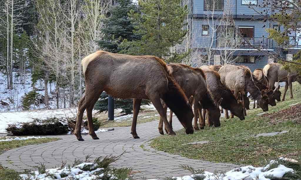 MLS® A2221320 - Unit #111 106 Stewart Creek Landing  in Three Sisters Canmore, Residential