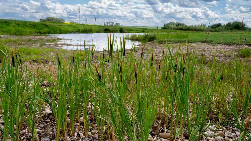 MLS® A2238588 -  Township Road 440   in NONE Rural Camrose County, Land