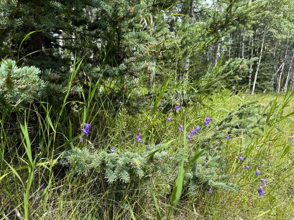 MLS® A2243033 - 24 Pears Road  in NONE Waiparous, Land