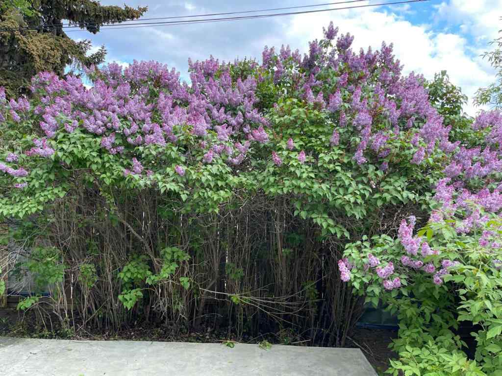 MLS® A2244410 - 39 34 Avenue SW in Parkhill Calgary, Residential