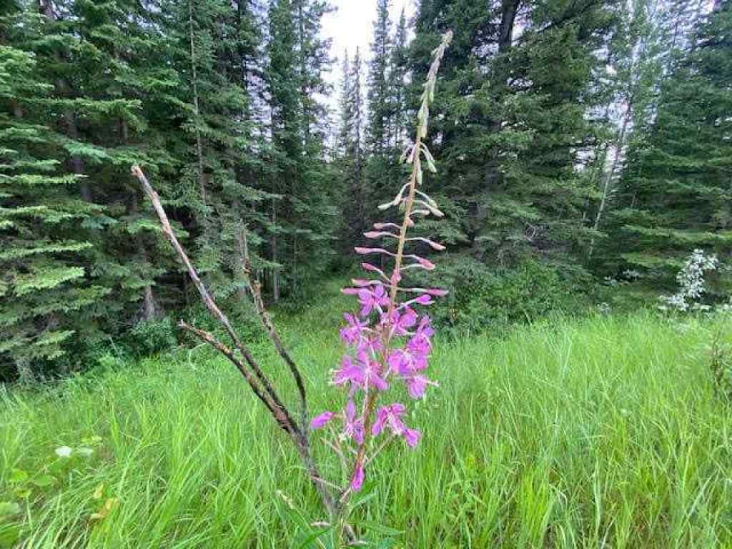 MLS® A2245230 - 2 Juniper Ridge  in NONE Rural Yellowhead County, Land