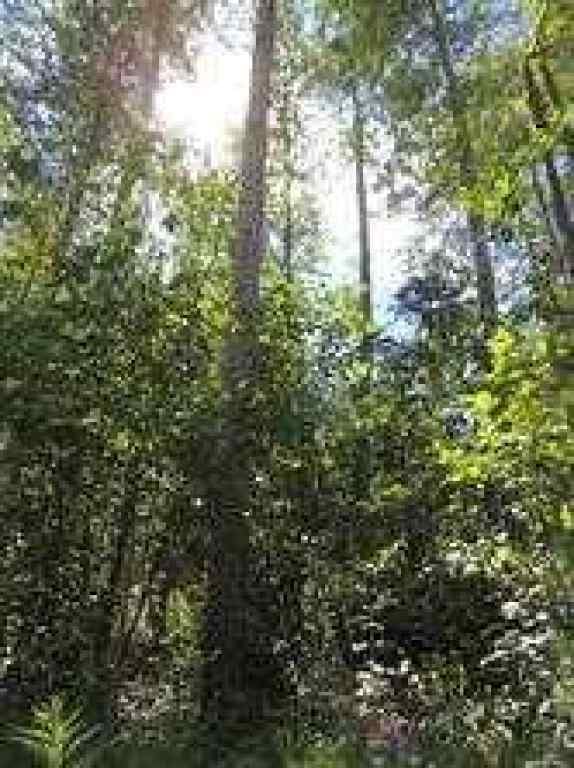 MLS® A2246231 - Lot #36 Wapiti River SW-21-69-10-W6   in NONE Rural Grande Prairie No. 1, County of, Land