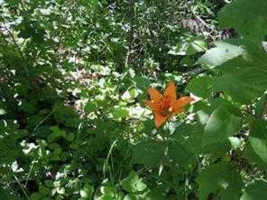 MLS® A2246282 - Lot #7 Wapiti River SW-21-69-10-W6   in NONE Rural Grande Prairie No. 1, County of, Land