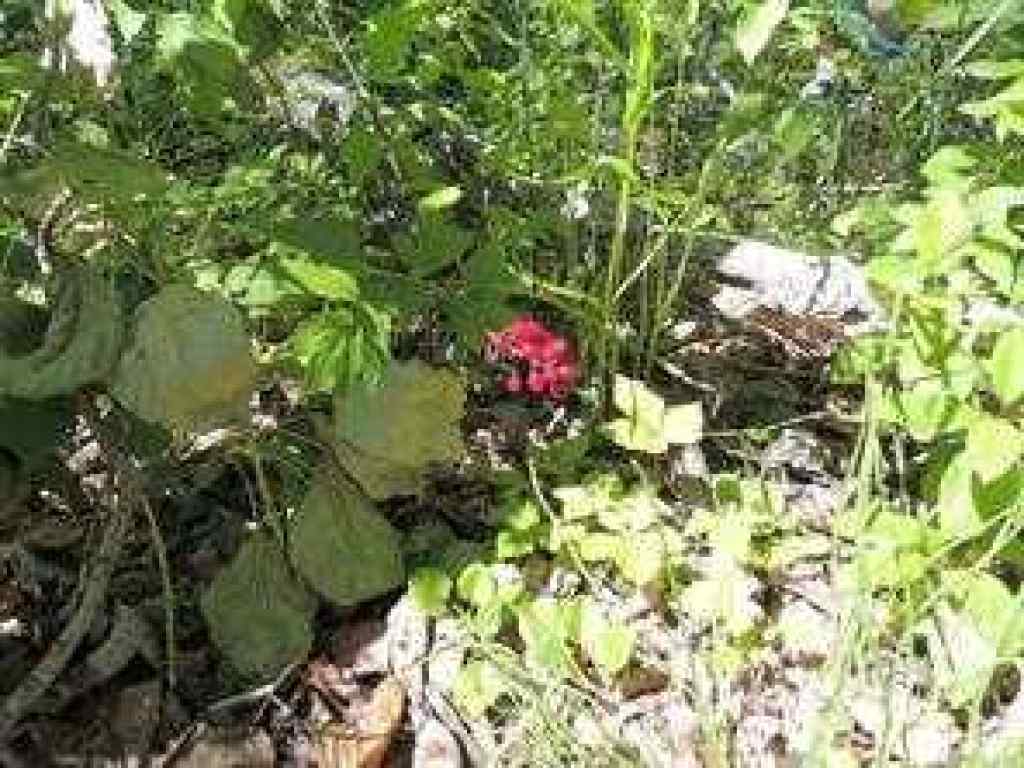 MLS® A2246282 - Lot #7 Wapiti River SW-21-69-10-W6   in NONE Rural Grande Prairie No. 1, County of, Land