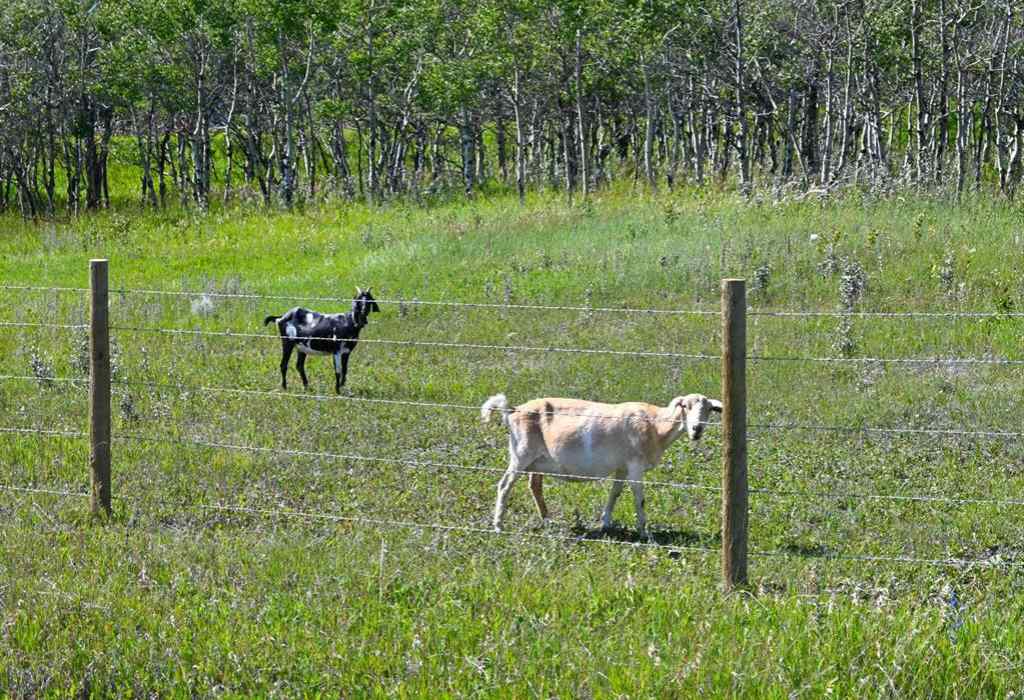 MLS® A2247365 - 2513 3 Highway  in NONE Rural Pincher Creek No. 9, M.D. of, Residential
