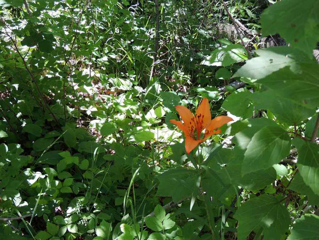 MLS® A2248843 - Unit #Lot 23 Wapiti River SW-21-69-10-W6   in NONE Rural Grande Prairie No. 1, County of, Land