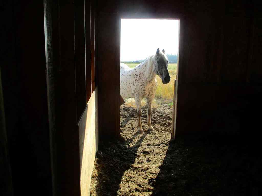 MLS® A2250190 - 932041 Hwy 35   in NONE Rural Northern Lights, County of, Residential