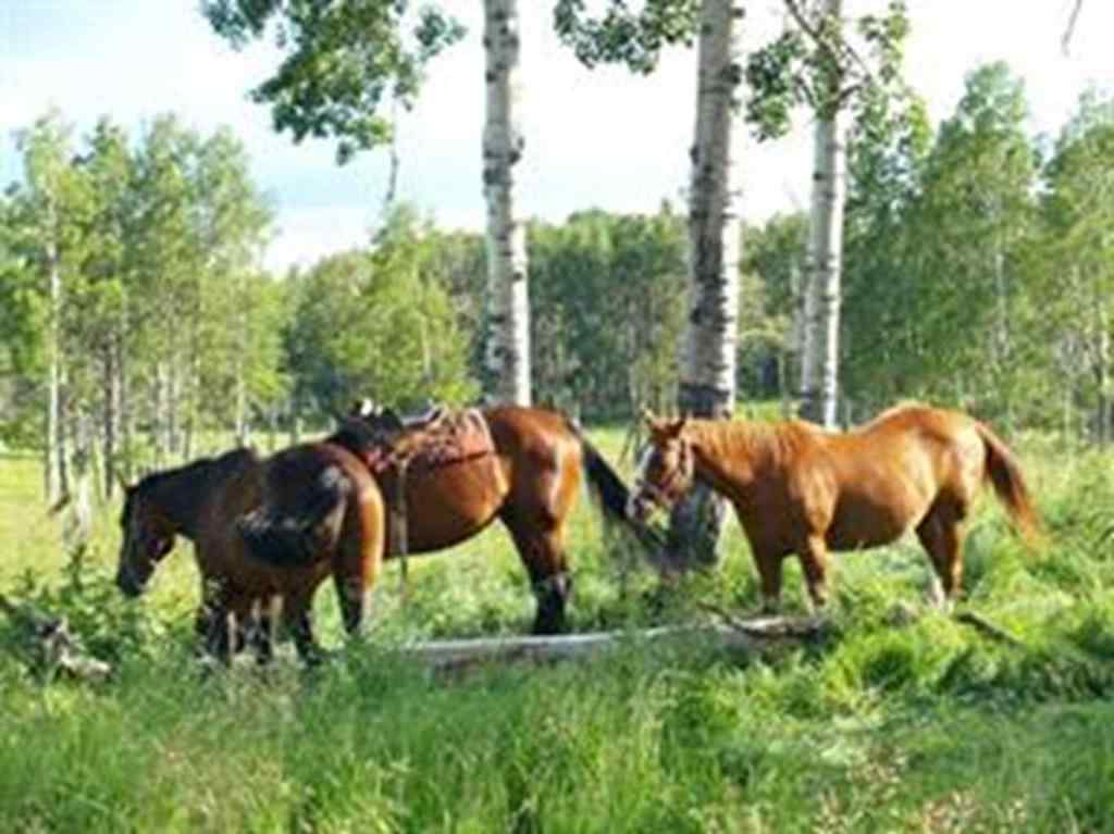 MLS® A2251885 - 345079 Range Road 6-5   in NONE Rural Clearwater County, Land