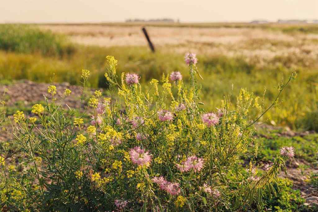 MLS® A2252287 - Parcel 9 Range Road 271 just south of Highway 9   in NONE Rural Rocky View County, Land