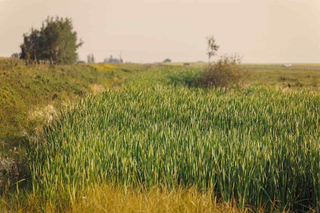 MLS® A2252287 - Parcel 9 Range Road 271 just south of Highway 9   in NONE Rural Rocky View County, Land