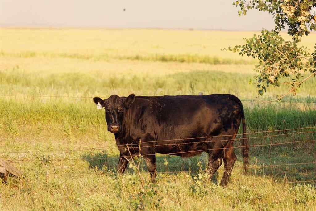MLS® A2252297 - Parcel 7 Range Road 271 just south of Highway 9.   in NONE Rural Rocky View County, Land