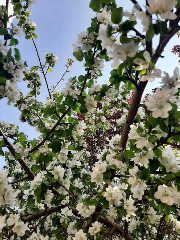 MLS® A2256149 - 1989 Cottonwood Crescent SE in Southview Calgary, Residential