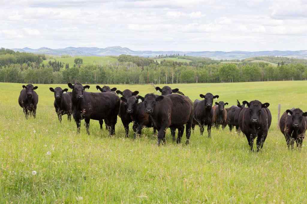 MLS® A2256683 -  12-20-4W5   in NONE Rural Foothills County, Agri-Business