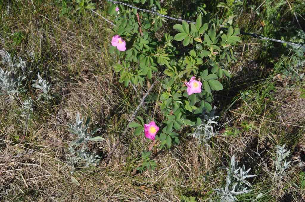MLS® A2256948 - - -   in NONE Millarville, Land