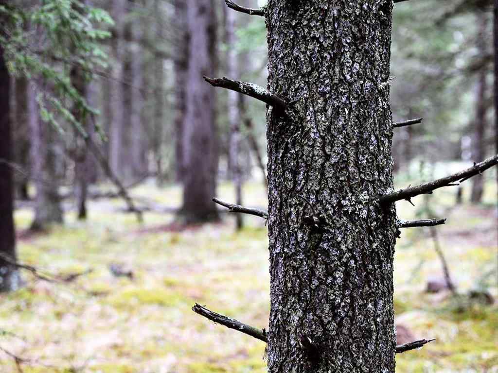 MLS® A2257267 - 336070 Highway 22 Highway W in NONE Rural Foothills County, Residential