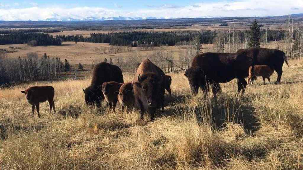 MLS® A2257709 - 6029 Twp Road 33-2   in NONE Rural Mountain View County, Residential