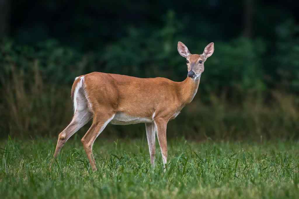 MLS® A2259461 -  9-43-18-W4   in NONE Rural Camrose County, Agri-Business