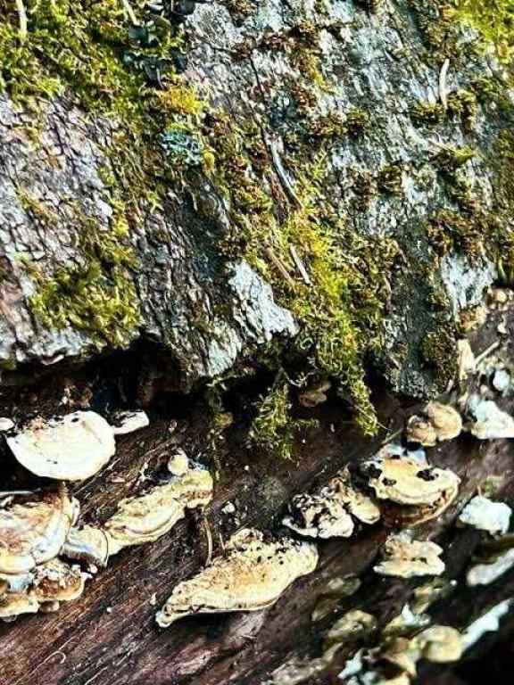 MLS® A2260408 - 4 Wintergreen Way  in Wintergreen Rural Rocky View County, Land