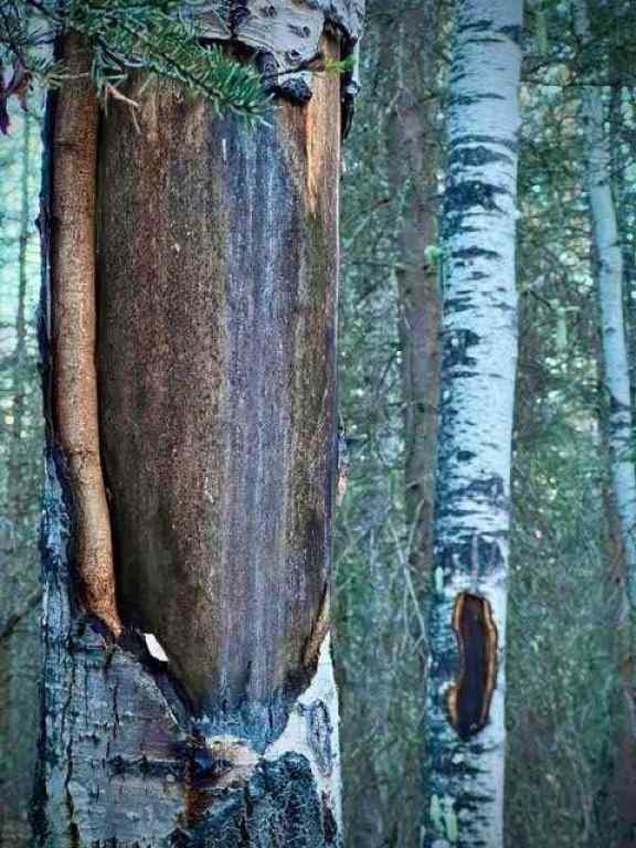 MLS® A2260408 - 4 Wintergreen Way  in Wintergreen Rural Rocky View County, Land