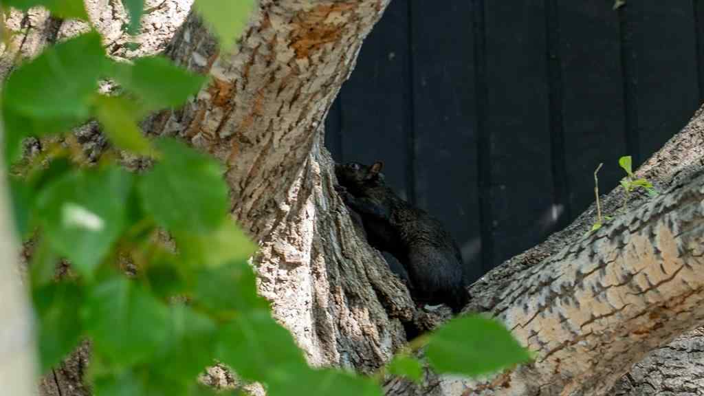 MLS® A2260709 - 124 Lynnbrook Road SE in Ogden Calgary, Residential