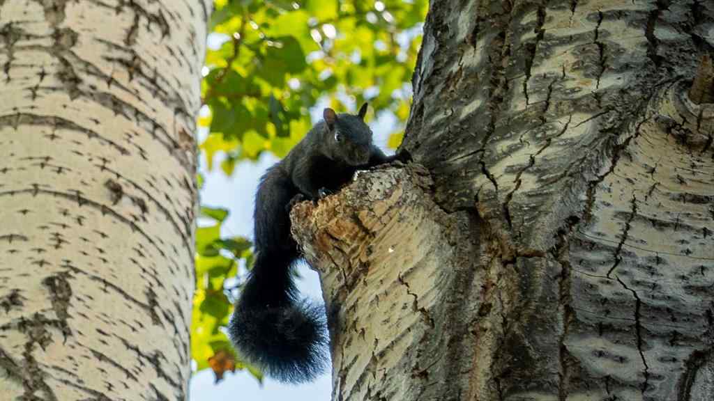 MLS® A2260709 - 124 Lynnbrook Road SE in Ogden Calgary, Residential