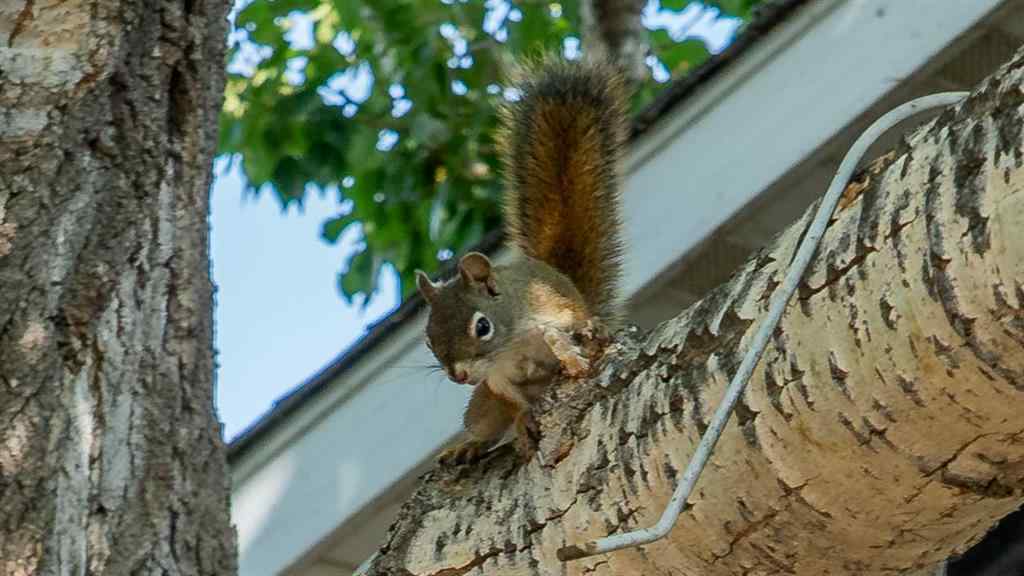 MLS® A2260709 - 124 Lynnbrook Road SE in Ogden Calgary, Residential