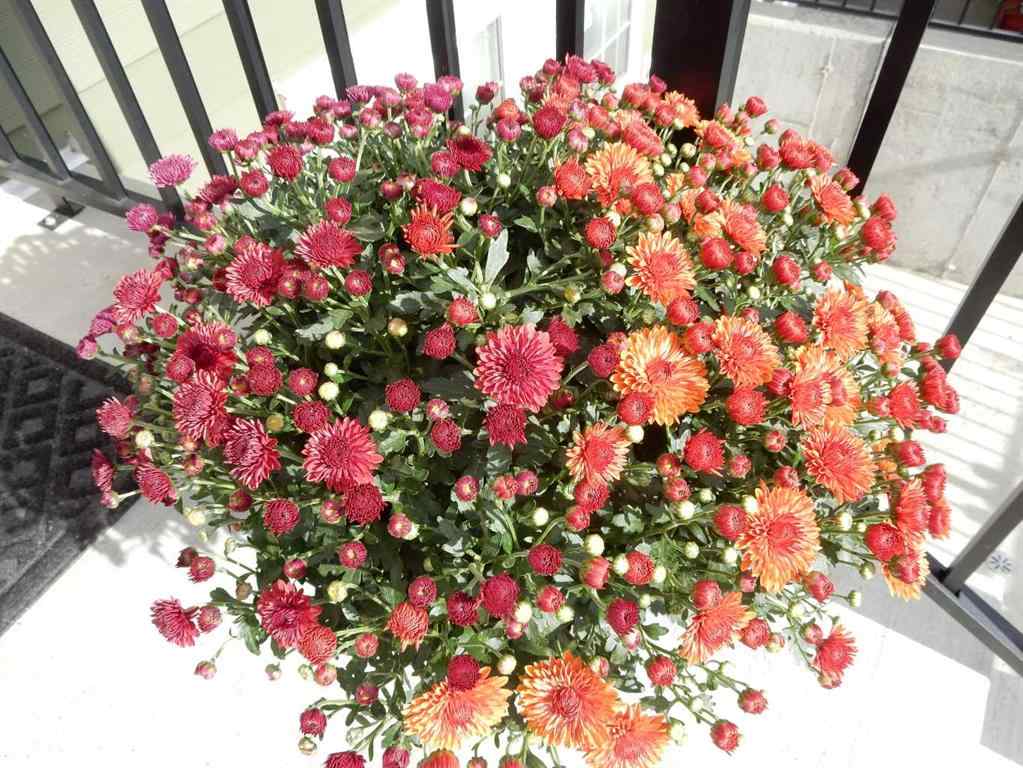 MLS® A2261039 - 352 Cranbrook Square SE in Cranston Calgary, Residential