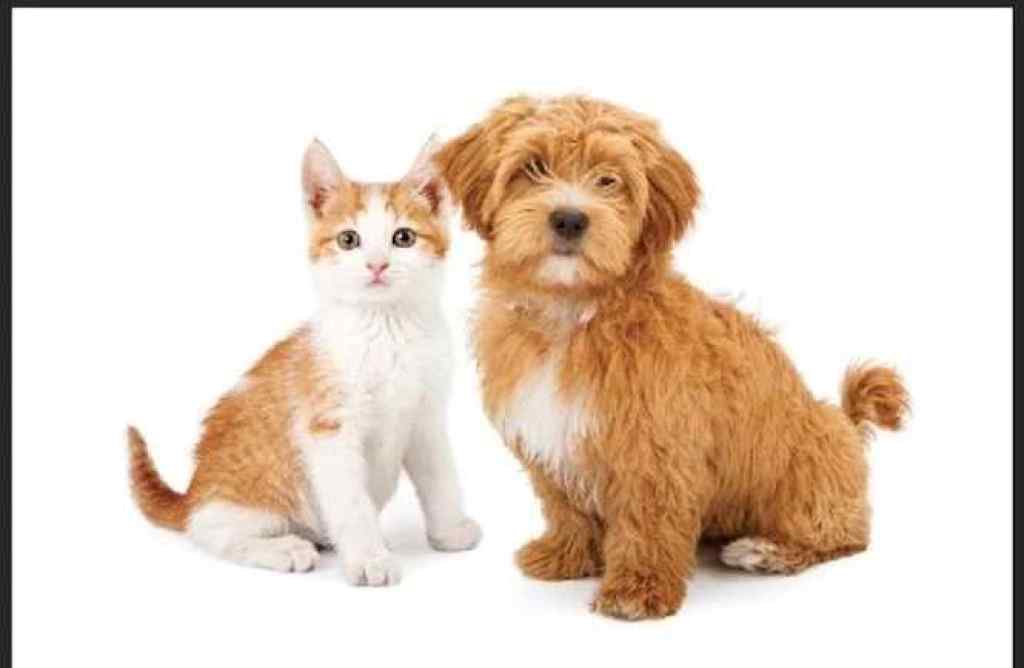 MLS® A2261306 - 123 Pet Specialty with Grooming Way  in Homesteader Edmonton, Commercial