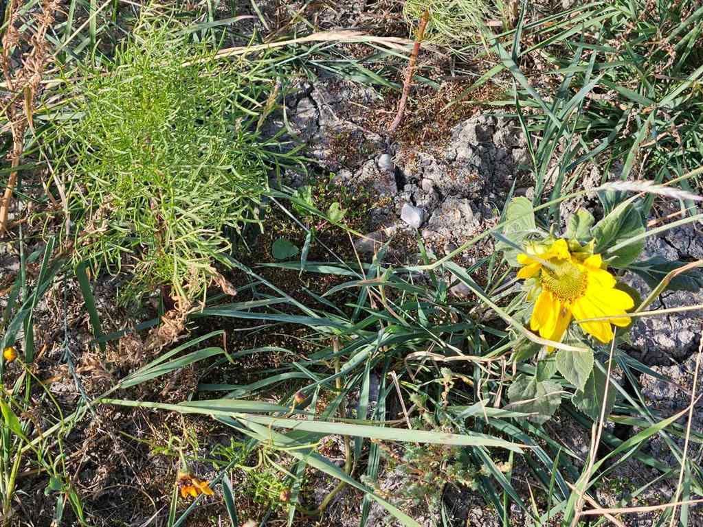 MLS® A2262030 - 117 1 Street S in NONE Queenstown, Land