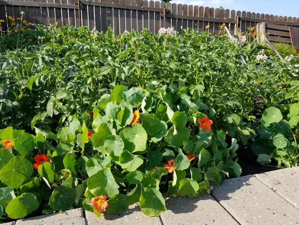 MLS® A2262334 - 48 Thornwood Close NW in Thorncliffe Calgary, Residential