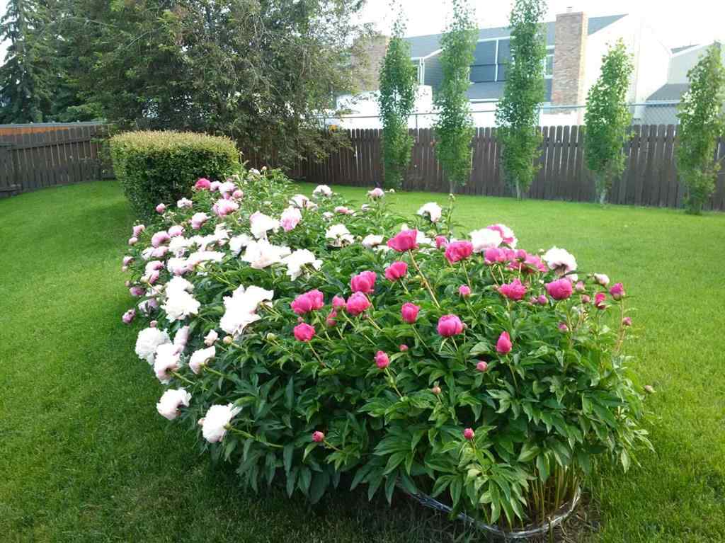 MLS® A2262334 - 48 Thornwood Close NW in Thorncliffe Calgary, Residential