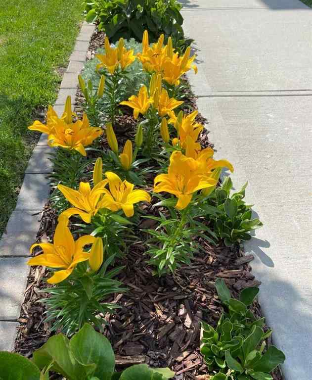 MLS® A2263285 - 4617 84 Street NW in Bowness Calgary, Residential