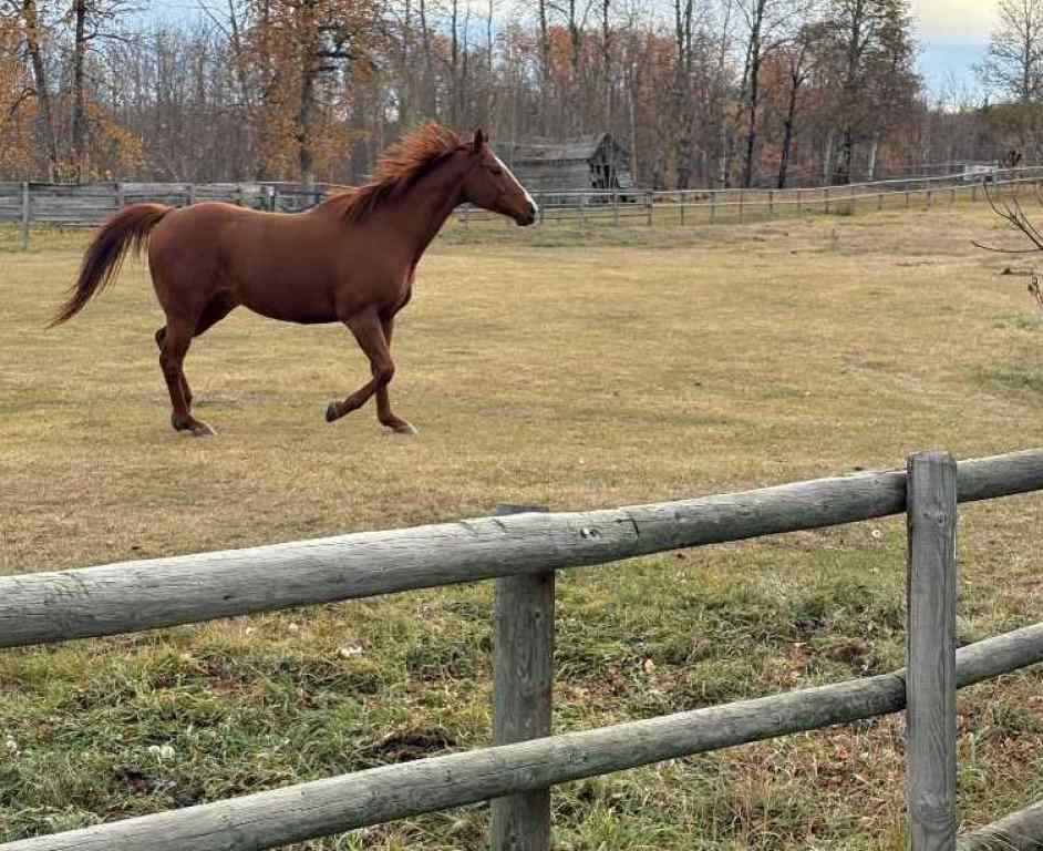 MLS® A2265434 - Unit #21317 669 Highway   in NONE Rural Greenview No. 16, M.D. of, Residential