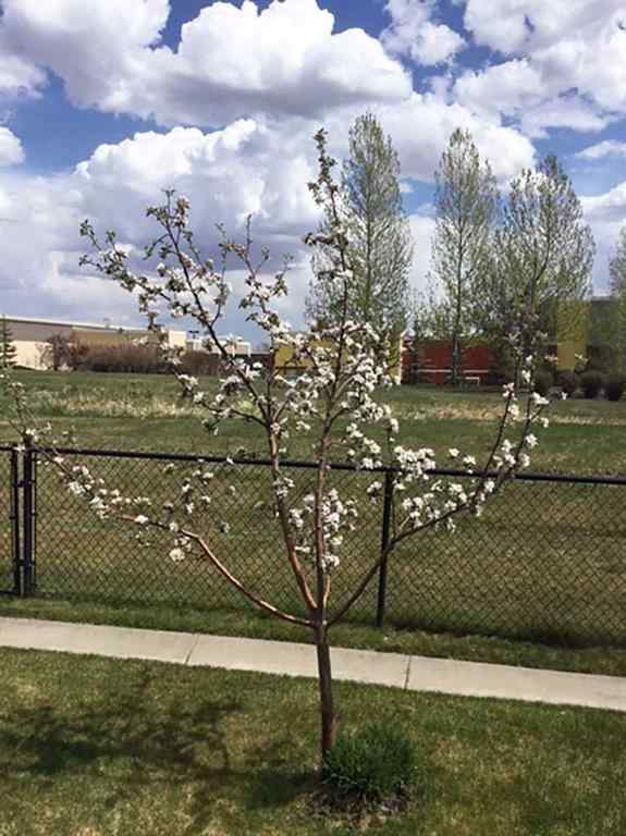 MLS® A2265536 - 267 Silverado Plains Close SW in Silverado Calgary, Residential