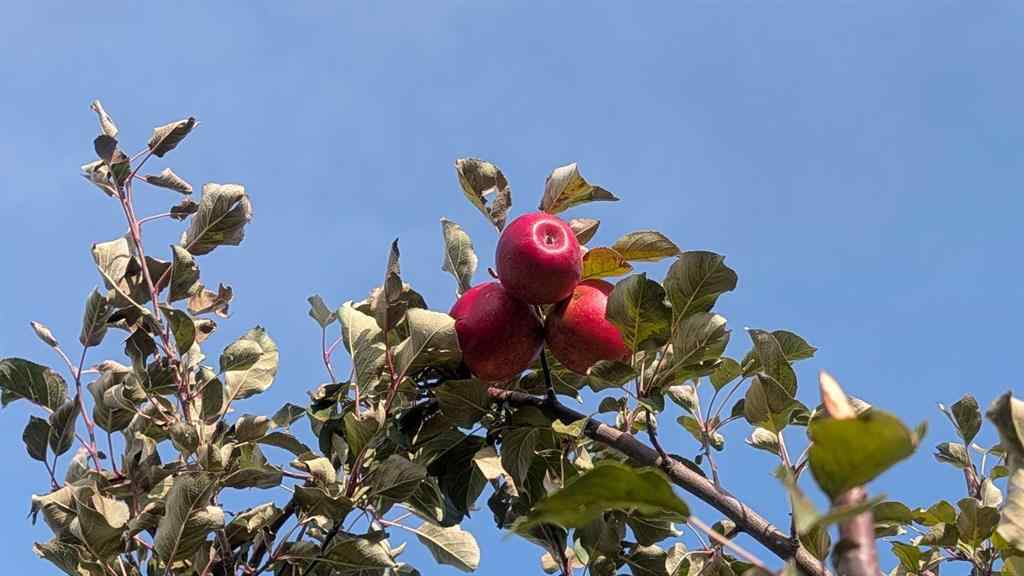 MLS® A2265611 - 430 Pinehill Road NE in Pineridge Calgary, Residential