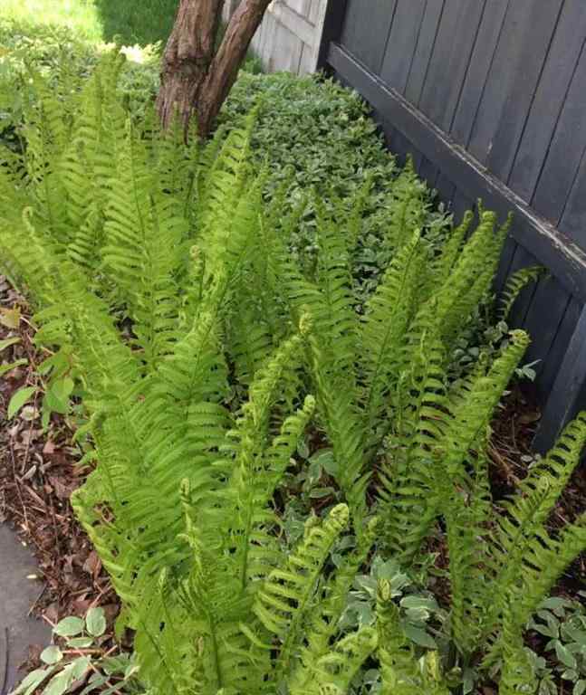 MLS® A2265999 - 4644 84 Street NW in Bowness Calgary, Residential