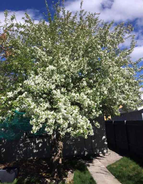 MLS® A2265999 - 4644 84 Street NW in Bowness Calgary, Residential